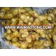 Vietnam fresh galangal root with the best quality